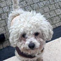 Bobita, Hund zur Adoption