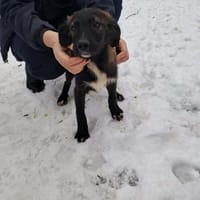 Benjisucht sein großes Glück, Hund zur Adoption