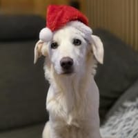 Familie für Tofu gesucht, Hündin zur Adoption