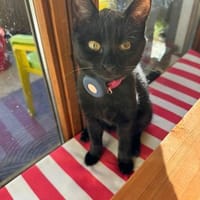 Katzenkinder Billy & Benni, Kater zur Adoption