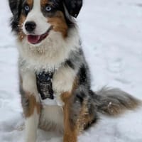 Blue, sucht hundeerfahrenes Zuhause, Hund zur Adoption