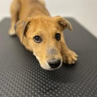 Carolin sucht ihr Zuhause, Hündin zur Adoption