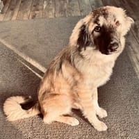 Pepe der liebe Welpe in München, Hund zur Adoption