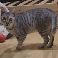 Liebe Tonja, Katze zur Adoption