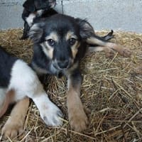 💕Stella💕 sucht ihr großes Glück ❤🐾, Hündin zur Adoption
