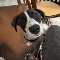 Sally, Hündin zur Adoption