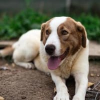 Die schlaue Lissy sucht ihr Zuhause, Hündin zur Adoption