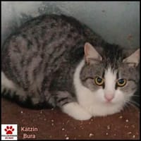 Süße Bura - sehr dringend!, Katze zur Adoption