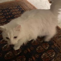 WILMA & BETTY suchen ihre Zukunft, Katze zur Adoption