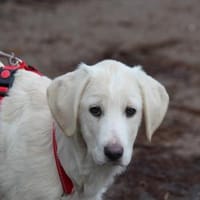 Tau möchte endlich ankommen, Hündin zur Adoption