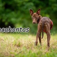 Pocahontas stellt sich vor 💖, Hündin zur Adoption