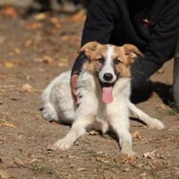 Wer schenkt dem hübschen Jaron sein Herz, Hund zur Adoption