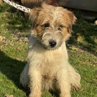 RauhhaarJackRussell AXEL😍 in Zschepplin, Hund zur Adoption