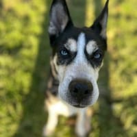 SHILA -gemeinsam Licht und Wärme erleben, Hündin zur Adoption