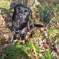 Balu - wartet in 27298 Langwedel, Hund zur Adoption