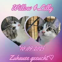 LILLY&WILLOW-kinderlieb u. unkompliziert, Katze zur Adoption