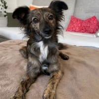 Sabina - wartet in 44799 Bochum, Hündin zur Adoption