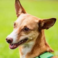 Tilly - kleiner Wirbelwind, Hündin zur Adoption