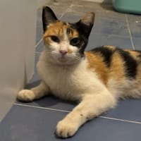 Liebes Katzenmädel Roma (ALO) Stuttgart, Katze zur Adoption
