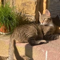 Schüchterne Lilly, Katze zur Adoption