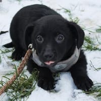 Der Kleinste ganz allein  Finlay sucht, Hund zur Adoption