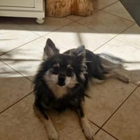 Karla - vorsichtige Hundedame wartet, Hündin zur Adoption