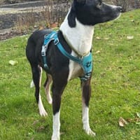 Shiva  eine leise Seele, Hündin zur Adoption