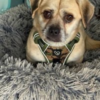 Ich heiße Balu ...., Hund zur Adoption