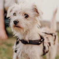 Zaubermaus Tilli sucht ihre Familie, Hündin zur Adoption