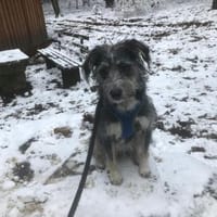 Murphy - Neugieriger Entdecker 🐾, Hund zur Adoption