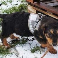 Felina - Kleine Entdeckerin auf der Such, Hündin zur Adoption