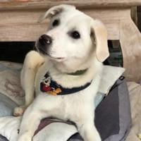 Remus toller agiler Junghund, Hund zur Adoption