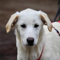 Tabu sucht ihre Familie, Hündin zur Adoption