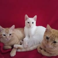 Nathan und Leopold (ALO) in Flörsheim, Kater zur Adoption