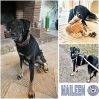 MAILEEN -mutiges, zartes Wesen-, Hündin zur Adoption