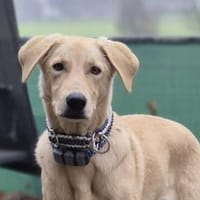 Lino - bald in 33154 Salzkotten, Hund zur Adoption