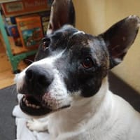 Mark,fröhlich,neugierig,sehr verschmust, Hund zur Adoption