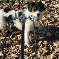 Brioche - Traumhund sucht Zuhause, Hündin zur Adoption