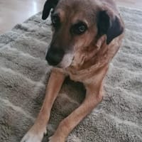 💙Ferris💙 sucht ein schönes Zuhause💙🐾, Hund zur Adoption