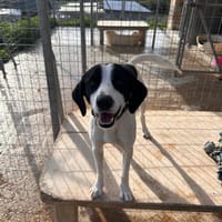 Bodhi - ausgesetzt kurz vor weihnachten, Hund zur Adoption