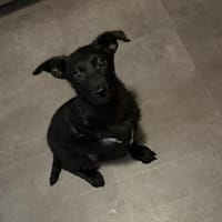 💕Hanni💕 sucht ein schönes Zuhause, Hündin zur Adoption