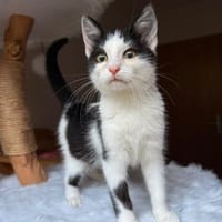 Süsser kleiner Kater sucht Zuhause, Kater zur Adoption