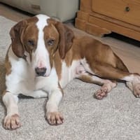 Toller Brackenrüde sucht ein Zuhause, Hund zur Adoption