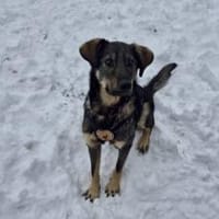 Matteo wartet auf seine Familie, Hund zur Adoption