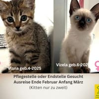 Werde Pflegestelle für Katzen in NOT, Kater zur Adoption