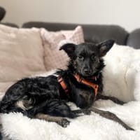 Tashi  💕kleine Kämpferin (E), Hündin zur Adoption