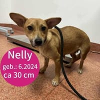 Nelly möchte die Welt entdecken!, Hündin zur Adoption
