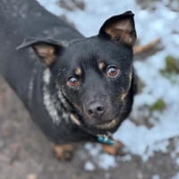 Olli - menschenbezogen und aktiv, Hund zur Adoption