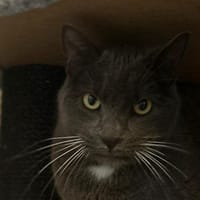 MINIDOU, chat à adopter