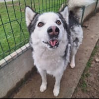 TOKY, chien à adopter